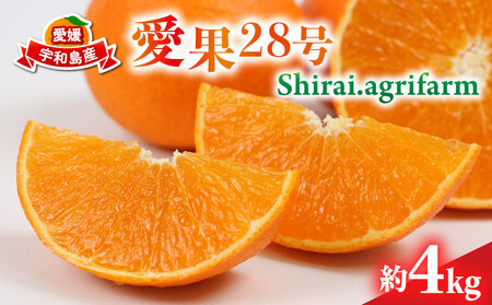 愛果28号 約4kg L~3L サイズ Shirai.agrifarm 先行予約 みかん 愛媛ミカン 愛媛蜜柑 mikan 柑橘 果物 くだもの フルーツ 高級 ブランド 限定 品種 濃厚 甘い 甘味 蜜柑 ゼリー プルプル 産地直送 農家直送 数量限定 国産 愛媛 宇和島 B020-115004