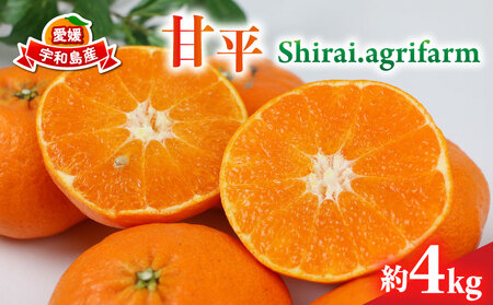 Õ 4kg 2L~4L TCY Shirai.agrifarm s\ ݂ k Q i Q~J Q mikan k ʕ  t[c  uh ؂ Â   Yn _
