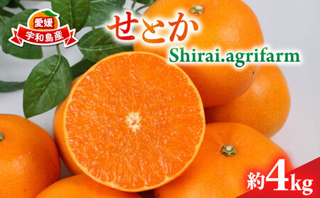 Ƃ 4kg L~3L TCY Shirai.agrifarm s\ ݂ k k g Q~J Q mikan k ʕ  t[c  uh Z Â Ö  Yn _ƒ
