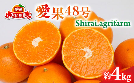48 Vi 4kg M~3L TCY Shirai.agrifarm s\ k ݂ Q~J Q mikan k ʕ 28 Õ  t[c  uh  Z  Yn _