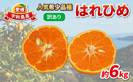 󂠂 ͂Ђ 6kg K[f s\ \t A 킯 ˂̐P P  mikan Q݂ Q~J Q ʕ  k t[c  i ʌ Yn