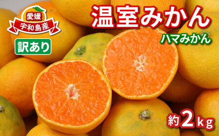 訳あり 温室みかん 7月発送 先行予約 ハマみかん 温州みかん 温室蜜柑 ハウス栽培 ハウス 訳アリ 訳あり品 ふるさと納税 興津 早生 mikan 果物 フルーツ 柑橘 蜜柑 愛媛ミカン 愛媛 愛媛みかん 農家直送 産地直送 数量限定 国産 宇和島