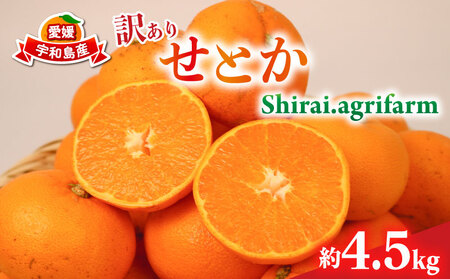 せとか 訳あり 約4.5kg Shirai.agrifarm 先行予約 サイズ 不揃い みかん 高級柑橘 柑橘の 大トロ 愛媛ミカン 愛媛蜜柑 mikan 果物 くだもの フルーツ 高級 ブランド 濃厚 甘い 甘味 蜜柑 産地直送 農家直送 数量限定 国産 宇和島