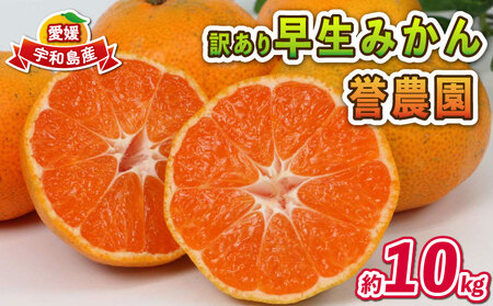 愛媛みかん 訳あり 早生みかん 10kg 誉農園