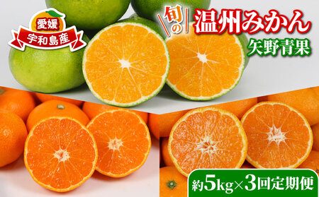 旬の 温州みかん 5kg × 3回 定期便 矢野青果 準贈答用 極早生 宮川早生 南柑20号 みかん mikan 愛媛みかん 愛媛ミカン 愛媛蜜柑 果物 くだもの フルーツ 濃厚 甘い 甘味 さっぱり 酸味 蜜柑 産地直送 数量限定 国産 宇和島