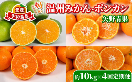 旬の 温州みかん ポンカン 10kg × 4回 定期便 矢野青果 準贈答用 極早生 宮川早生 南柑20号 ぽんかん みかん mikan 愛媛みかん 愛媛ミカン 愛媛蜜柑 果物 くだもの フルーツ 濃厚 甘い 甘味 さっぱり 酸味 蜜柑 産地直送 数量限定 国産 愛媛 宇和島 B096-171030