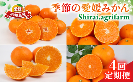 季節の 愛媛みかん 4回定期便 Shirai.agrifarm 愛果28号 甘平 せとか 愛果48号 みかん定期便 柑橘 みかん 果物 くだもの フルーツ 柑橘 蜜柑 あいか かんぺい 高級 美味しい 産直 ていきびん 産地直送 農家直送 数量限定 国産 愛媛 宇和島