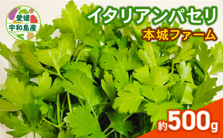 イタリアンパセリ 500g 本城ファーム ハーブ 生パセリ パセリ ぱせり はーぶ 香草 水耕栽培 野菜 やさい 美味しい 新鮮 薬味 スパイス 調味料 パスタ スープ サラダ マリネ ドレッシング アレンジ いろいろ 農家直送 産地直送 数量限定 国産 愛媛 宇和島