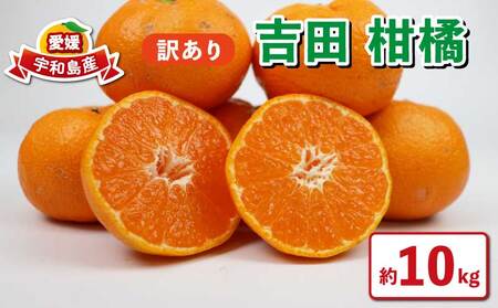 �y�󂠂�݂���z 10kg �g�c ���k �݂��� �~�J�� ���� �ʕ� �t���[�c �f�U�[�g / �y�t���b�V������܁z �yB010-096035�z