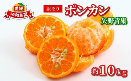 �󂠂� �|���J�� 10kg ���� �킯���� �󂠂�i ��L�� ��A�� ���Q�݂��� ���Q�~�J�� �݂��� �t���[�c ���k ���� mikan �ʕ� �������� �Â� �R�N �l�C�݂̂��� �������� �Y�n���� ���ʌ���