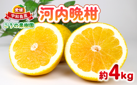 河内晩柑 約4kg こうの果樹園 みかん 柑橘 果物 和製 グレープフルーツ 晩柑 かわちばんかん さっぱり 酸味 くだもの フルーツ おすすめ 人気 お取り寄せ グルメ ギフト 期間限定 ご当地 愛媛県 宇和島