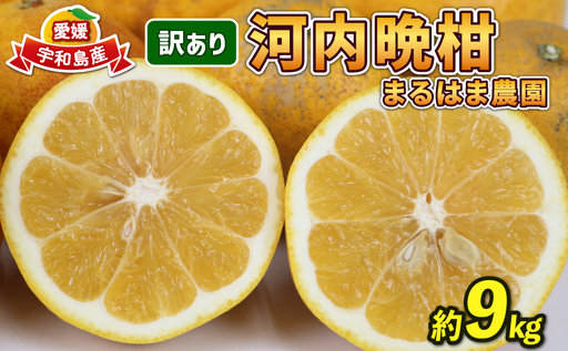訳あり 河内晩柑 9kg 愛媛みかん まるはま農園