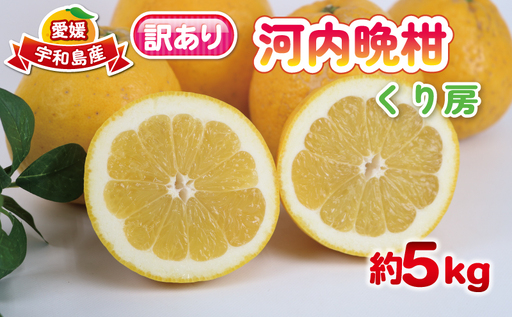 訳あり 河内晩柑 約 5kg くり房 柑橘