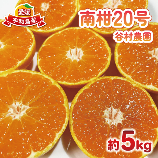 温州みかん 南柑20号 みかん 5kg 谷村農園 温州 愛媛みかん 愛媛蜜柑 愛媛ミカン うんしゅう ミカン 蜜柑 mikan 果物 フルーツ 柑橘 甘い 甘味 産地直送 農家直送 数量限定 国産 愛媛 宇和島