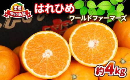 みかん はれひめ 4kg ワールドファーマーズ 柑橘柑橘柑橘柑橘柑橘