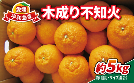 不知火 木成り 5kg サイズ混合 家庭用 南四国ファーム 先行予約 不揃い mikan しらぬい 木成りみかん 高級 品種 果物 くだもの フルーツ 柑橘 みかん 蜜柑 愛媛みかん 愛媛蜜柑 愛媛ミカン 数量限定 産地直送 農家直送 国産 宇和島