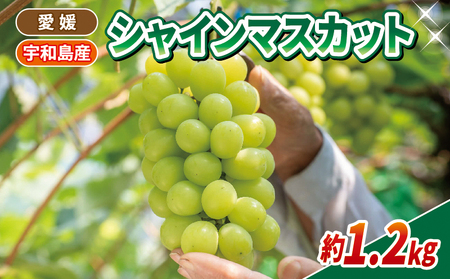 シャインマスカット 計 1.2kg 600g × 2房 南予ファーム シャインマスカットシャインマスカットシャインマスカット