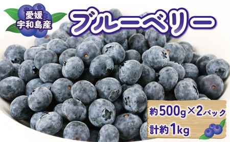 ブルーベリー 500g × 2パック 計 1kg マスタニ農園 ハウス栽培 大粒 小分け パック 生  ベリー 果物 フルーツ デザート スイーツ ポリフェノール  抗酸化作用果物 冷蔵 農家直送 産地直送 数量限定 国産 愛媛 宇和島 ブルーベリー ブルーベリー ブルーベリー ブルーベリー ブルーベリー ブルーベリー ブルーベリー ブルーベリー ブルーベリー ブルーベリー ブルーベリー ブルーベリー ブルーベリー ブルーベリー F018-136002