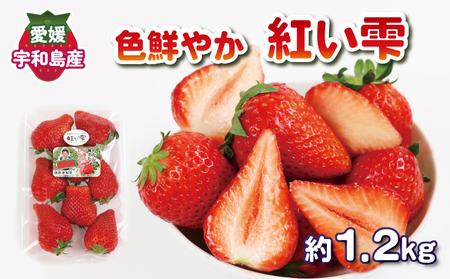 色鮮やか いちご 紅い雫 1.2kg ( 300g × 4パック ) 西田農園 いちごいちごいちごいちご