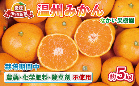 愛媛 みかん 温州みかん 5kg 栽培期間中 農薬 化学肥料 除草剤 不使用 なかい果樹園 先行予約 温州 うんしゅう 蜜柑 mikan 果物 くだもの フルーツ 柑橘 愛媛ミカン 蜜柑 愛媛みかん 農家直送 産地直送 数量限定 国産 宇和島