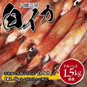 [冷凍便]八幡浜発!「白イカ(剣先イカ)」ドカーンと1.5kg![D22-217][配送不可地域:離島]