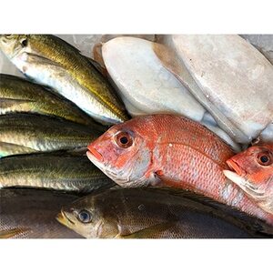 竹中水産の「お手軽鮮魚ボックス約1.5キロ」![D22-232][配送不可地域:離島・北海道・沖縄県]