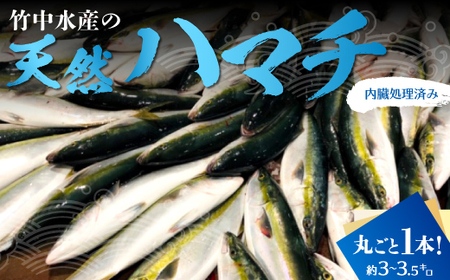 竹中水産の「天然ハマチ」丸ごと1本!(約3キロ〜3.5キロサイズ)内臓処理済み[F22-257][配送不可地域:離島・北海道・沖縄県]