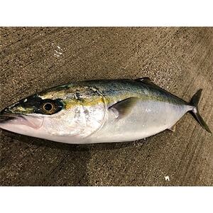 竹中水産の「天然ヤズ」 約2キロ(1〜2本)[D22-258][配送不可地域:離島・北海道・沖縄県]