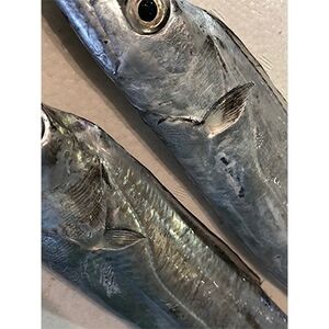 竹中水産の「釣の太刀魚」 約2キロ![F22-264][配送不可地域:離島・北海道・沖縄県]