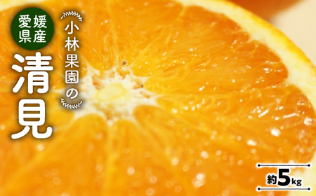 小林果園の清見(約5kg)[C24-25]