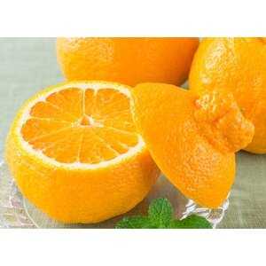 八幡浜産・不知火5kg[数量限定!][D56-13]