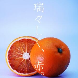 イタリア生まれの芸術柑橘! ブラッドオレンジ5.5kg[C56-34][配送不可地域:離島]