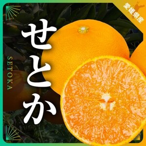 三代目の柑橘の大トロ[せとか]3kg[C31-6][配送不可地域:離島]