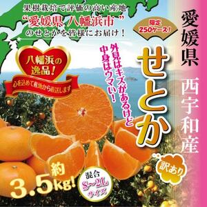 柑橘の大トロ!「せとか」約3.5キロ　限定250個【訳あり品・家庭向け】【C39-51】_美味しいみかん 美味しいミカン おいしいみかん おいしいミカン 人気のみかん 人気のミカン 国産みかん 国産ミカン 八幡浜みかん 八幡浜ミカン 甘いみかん 甘いミカン あまいみかん アマイミカン 果物みかん くだものみかん 果物ミカン クダモノミカン 美味しいせとか 美味しいセトカ おいしいせとか おいしいセトカ 人気のせとか 人気のセトカ 国産せとか 国産セトカ 八幡浜せとか 八幡浜セトカ 甘いせとか 甘いセトカ あまいせとか アマイセトカ 果物せとか くだものせとか 果物セトカ クダモノセトカ 美味しい柑橘 美味しいカンキツ おいしい柑橘 おいしいカンキツ 人気の柑橘 人気のカンキツ 国産柑橘 国産カンキツ 八幡浜柑橘 八幡浜カンキツ 甘い柑橘 甘いカンキツ あまい柑橘 アマイカンキツ 果物柑橘 くだもの柑橘 果物カンキツ クダモノカンキツ_【配送不可地域：離島】【1491413】