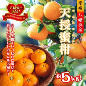 適度な潮風をうけ、太陽光、石垣、海の反射光を浴びて育った「天授蜜柑」約5kg[C39-45]