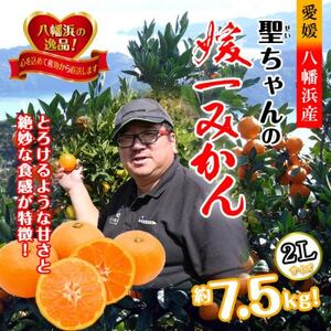 聖ちゃんの「媛一みかん」2Lサイズ 約7.5kg[C39-14][配送不可地域:離島]