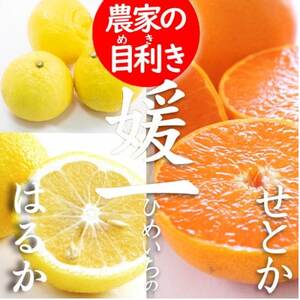 [愛媛・八幡浜柑橘詰合せ]よくばり2箱セット(せとか・はるかの2品種)[C28-37]