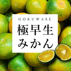 まもなく収穫! 極早生みかん 5kg[C31-15]