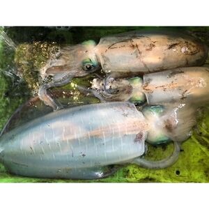 |ỸAICJ1kgO!(±100g)yD22-274zyzsnFzy1143922z