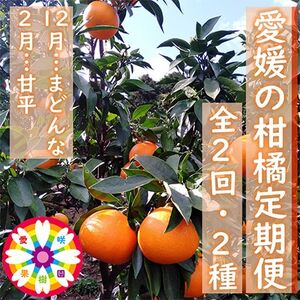 【発送月固定定期便】愛咲果樹園「愛媛の柑橘定期便」(12月と2月)全2回【D71-17】【4002837】