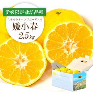 y2026N1{菇z󏭊k Qt(Ђ߂͂) 2.5kgyE25-144zy1378626z