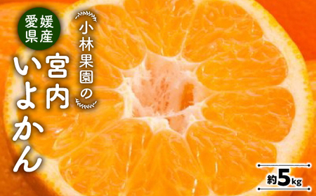 小林果園の宮内いよかん(約5kg)[C24-19]