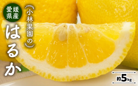 小林果園のはるか(約5kg)[C24-22]