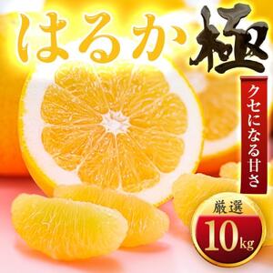 yzՂ藁тz͂邩yɁz10kgyF49-50zy1509747z