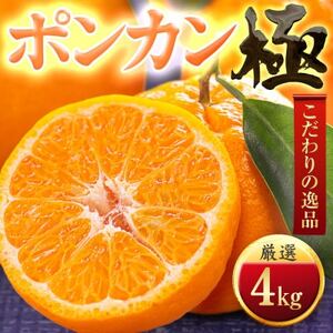 [太陽をたっぷり浴びた]ポンカン[極]4kg[C49-54]