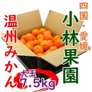 щʉ̉B݂ 7.5kg@ʃTCYyC24-33zy1519492z