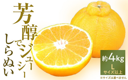 「芳醇」八幡浜産しらぬい約4kg[C28-7]