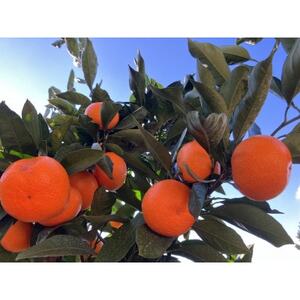 QlsY ~J 10kg()yD85-2zy1560601z