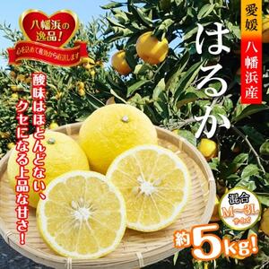 2026年2月発送開始 ジューシーな甘さ!「はるか」約5キロ [C39-7][配送不可地域:離島]