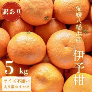 [爽やか香りと柔らかジューシーな果肉]愛媛八幡浜産 訳あり 宮内伊予柑 5kg[C20-56]